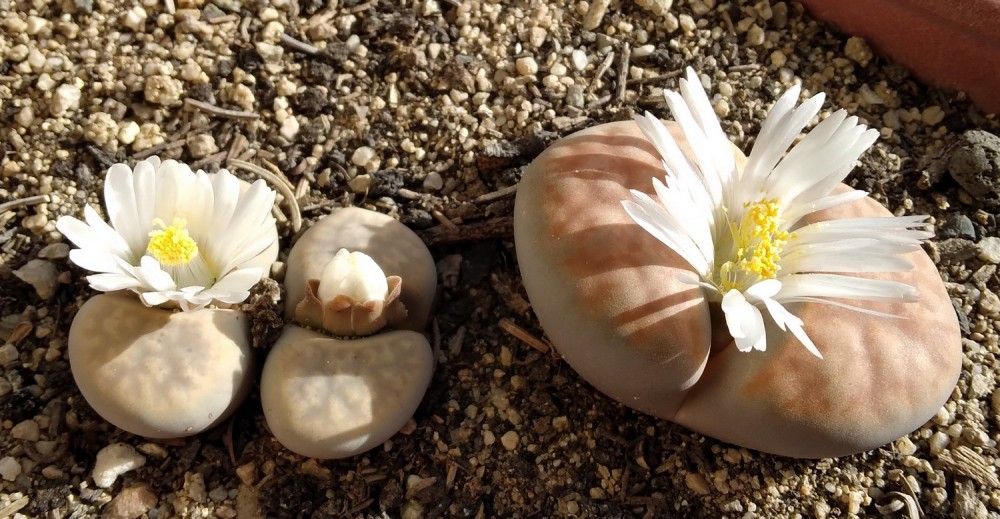 251122 Lithops 1.jpg